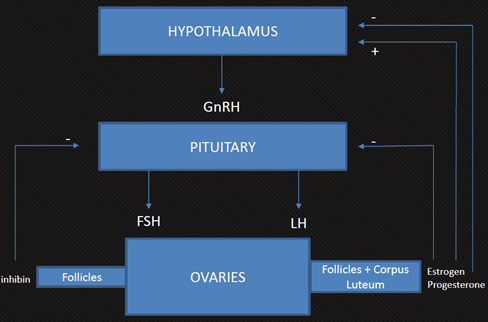 Understanding Menstrual Cycle & Female Physiology for Better Training